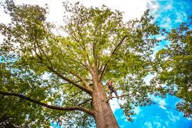 Best Weed Control  in Walce, LA